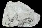 Plate Of Silurian Fossil Algae (Leveillites) - Estonia #102626-1
